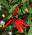 Cardinal flower